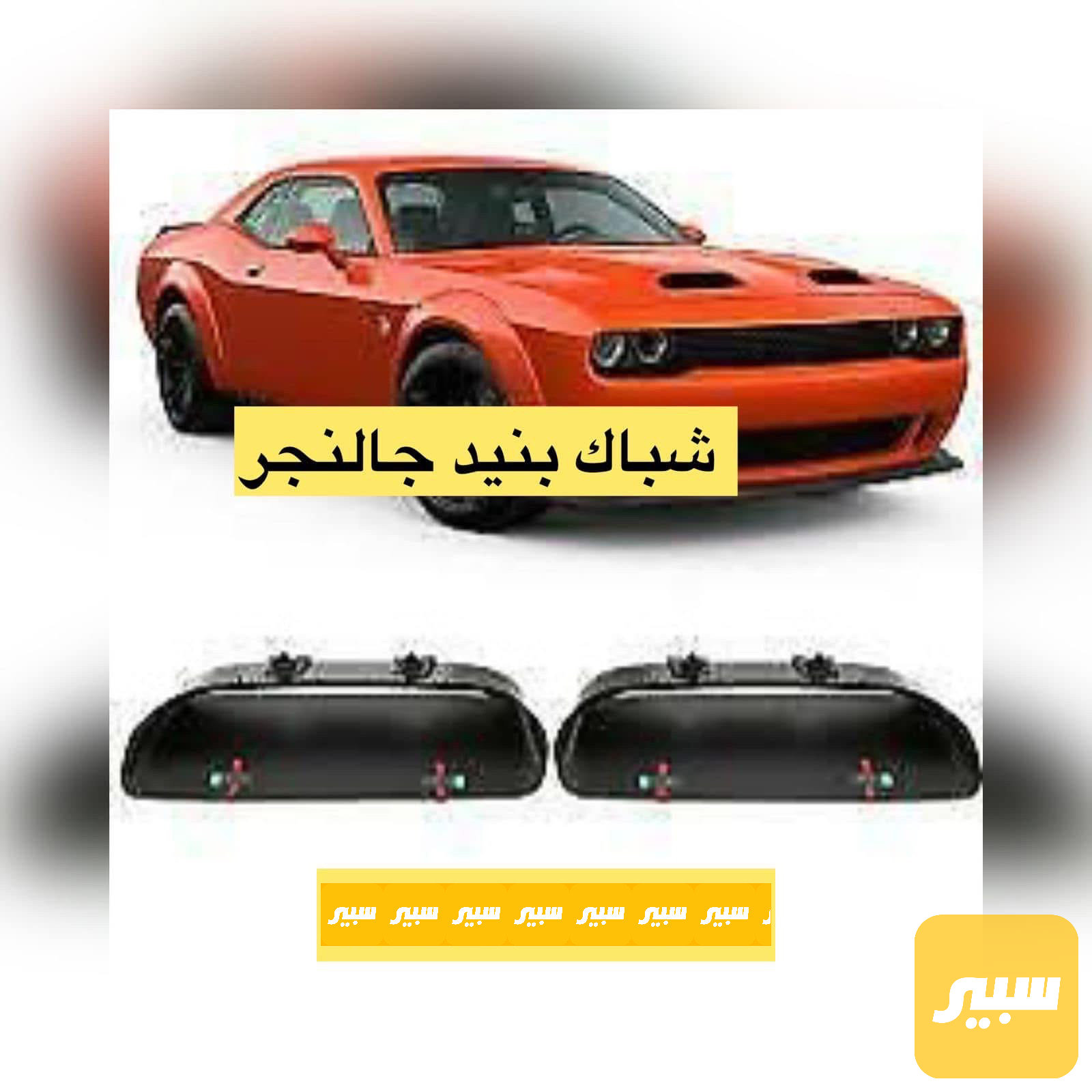 زوج قبق بنيد جالنجر