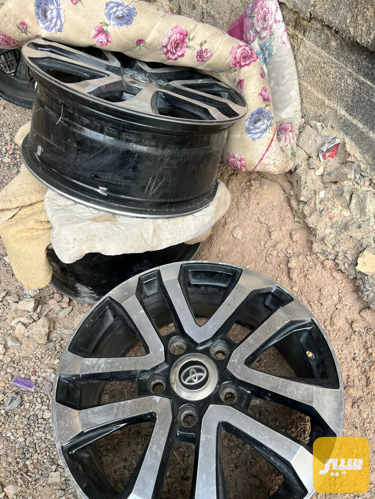 تخم ويل كب جكساره بيهن واحد ملحوم خفيف